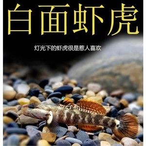 虎魚是冷水魚還是熱水魚好：虎魚是不適合在冷水環(huán)境中飼養(yǎng)的熱帶魚，虎魚是不適合飼養(yǎng)的 虎魚百科 第2張