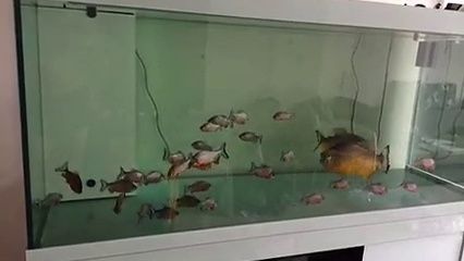 新手養(yǎng)虎魚的注意事項：新手養(yǎng)虎魚的注意事項和注意事項，新手養(yǎng)虎魚的注意事項 虎魚百科 第1張