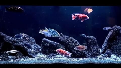 慈鯛魚缸造景60缸可以嗎：三湖慈鯛魚缸造景60公分魚缸造景要點(diǎn)三湖慈鯛魚缸造景 魚缸百科 第1張