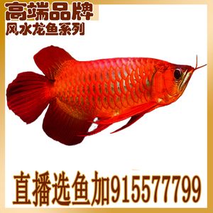 品牌紅龍魚苗和魚苗區(qū)別在哪里：紅龍魚品牌紅龍魚苗和普通魚苗的區(qū)別是什么 龍魚百科 第2張