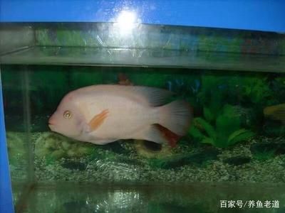 被龍魚(yú)咬了出血了怎么辦：被龍魚(yú)咬傷并出血了怎么辦 龍魚(yú)百科 第3張