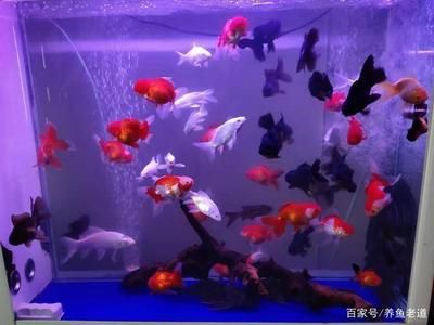 不打氧的魚缸養(yǎng)什么魚好：不打氧的魚缸養(yǎng)什么魚 魚缸百科 第4張