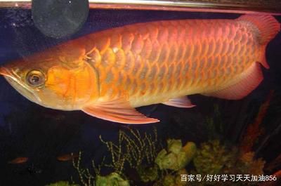 金龍魚(yú)能長(zhǎng)多寬：金龍魚(yú)的成年體長(zhǎng)大概多少？ 龍魚(yú)百科 第2張