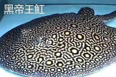 魟魚哪種好看又好養(yǎng)活：魟魚哪種好看