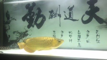 龍魚咬嘴抖頭：龍魚出現(xiàn)咬嘴和抖頭的癥狀可能是由多種原因引起的 龍魚百科 第2張