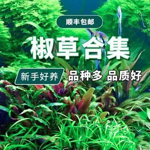 彩蝶火鳥魚缸怎么樣啊視頻 彩鰈魚缸（彩蝶魚缸） 第2張