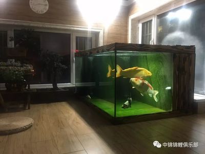 大型玻璃魚(yú)缸怎么粘：大型玻璃魚(yú)缸的粘接步驟和注意事項(xiàng) 魚(yú)缸百科 第4張