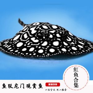 黑金虹魚(yú)和黑白魟魚(yú)區(qū)別：如何區(qū)分黑金虹魚(yú)和黑白魟魚(yú) 魟魚(yú)百科 第3張