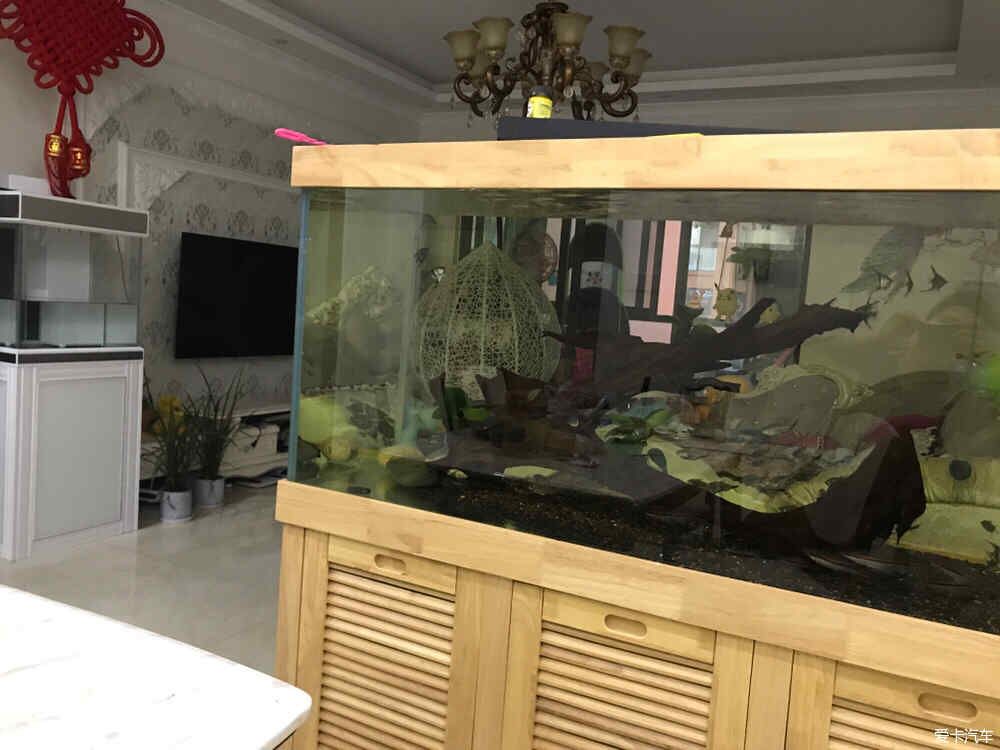 彩蝶底濾缸漏飼料魚會死嗎視頻：彩蝶底濾缸如果出現(xiàn)漏水，會導致飼料魚死亡嗎，養(yǎng)龜養(yǎng)魚需關注 彩鰈魚缸（彩蝶魚缸） 第3張