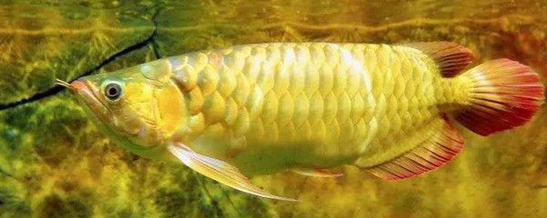 龍魚(yú)不能吃什么蔬菜：哪些蔬菜不能喂給龍魚(yú)？