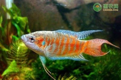 大魚缸觀賞魚怎么養(yǎng)：養(yǎng)殖觀賞魚的注意事項 魚缸百科 第3張