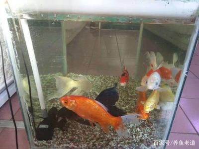 玻璃魚缸有水垢怎么清理干凈：如何清理玻璃魚缸水垢 魚缸百科 第1張