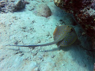 魟魚扎傷怎么辦：[需手動填充]魚被扎傷怎么辦 魟魚百科 第2張