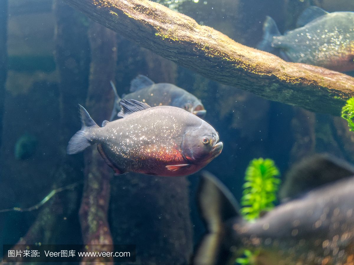 虎魚咬虎魚：虎魚是一種具有強(qiáng)烈攻擊性的魚類 虎魚百科 第3張