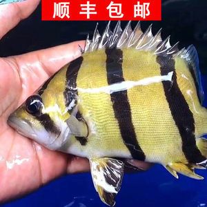 印尼虎魚暴斃圖片真實(shí)：關(guān)于印尼虎魚暴斃的一些信息，印尼虎魚暴斃的原因可能有多種 虎魚百科 第3張