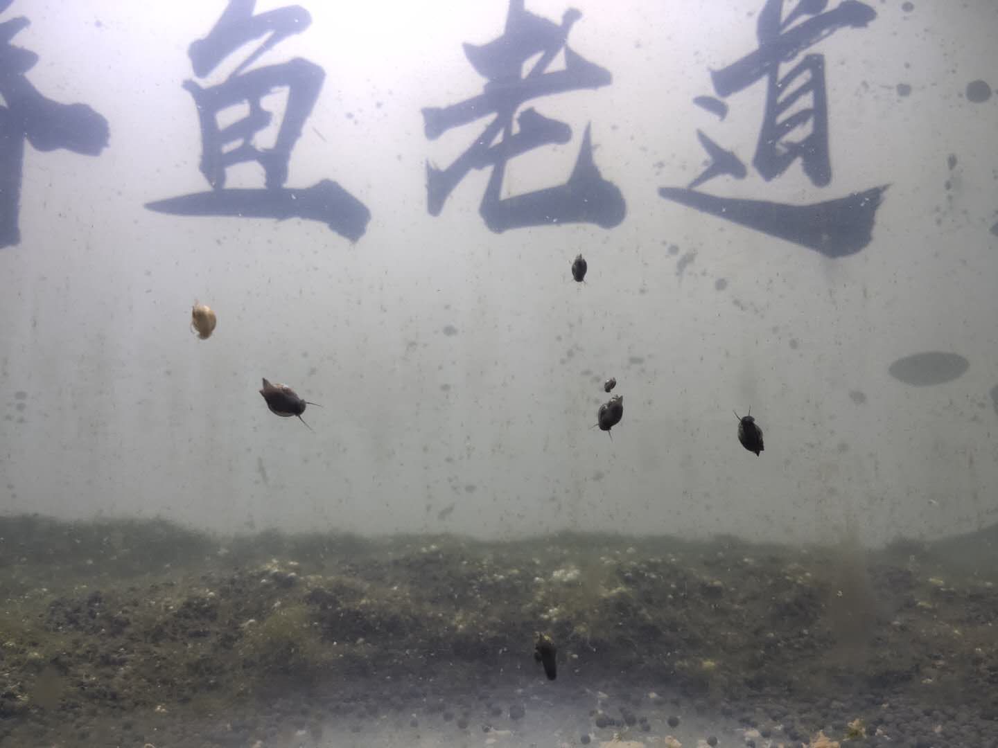 魚缸常見蟲類：魚缸中常見的蟲類種類繁多，有些是潛在的有害生物 魚缸百科 第2張