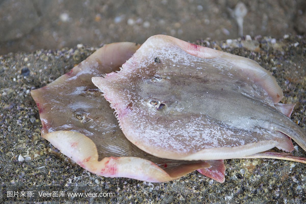 魟魚褪皮：魟魚褪皮怎么辦 魟魚百科 第1張