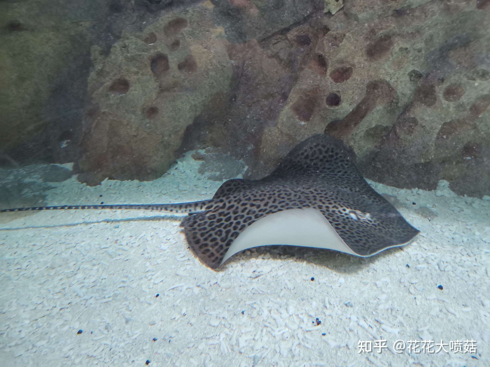 魟魚(yú)尾刺發(fā)白：魟魚(yú)尾刺發(fā)白可能是由于以下幾個(gè)原因引起的 魟魚(yú)百科 第2張