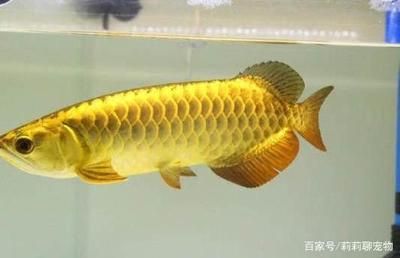 金龍魚怎么擺放最好：金龍魚擺件怎么擺放最好 龍魚百科 第1張