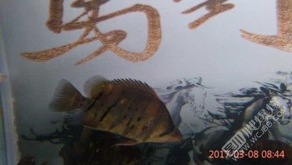 虎魚(yú)論壇吧：虎魚(yú)論壇吧是一個(gè)專注于虎魚(yú)愛(ài)好者交流的平臺(tái)