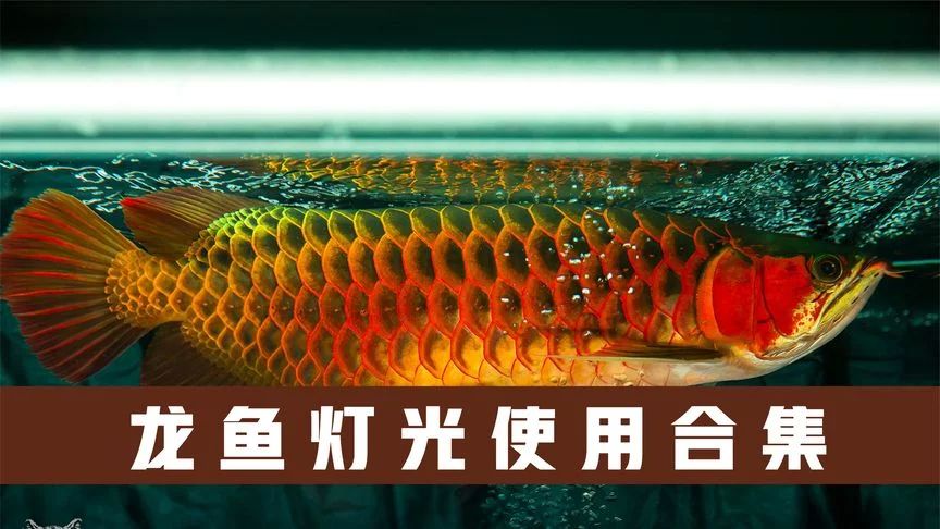 龍魚底色不干凈怎么處理好：龍魚底色不干凈怎么處理 龍魚百科 第1張