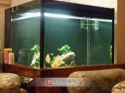 超大型魚缸壓塌樓房：超大型魚缸的承重能力對樓房承重能力的影響至關重要