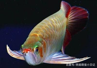 龍魚分幾種,分別的價格是多少？：亞洲龍魚包括紅龍、金龍和青龍等多種品種的基本信息