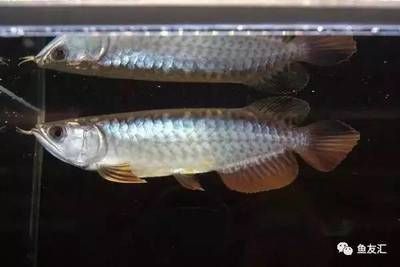 白子龍魚(yú)價(jià)格：白子龍魚(yú)價(jià)格對(duì)比白子龍魚(yú)價(jià)格對(duì)比白子龍魚(yú)價(jià)格信息