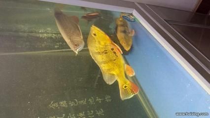 金龍魚和虎魚關(guān)燈就打架怎么辦