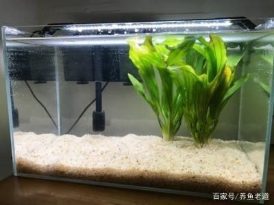 玻璃魚缸裂了怎么辦視頻：修復(fù)玻璃魚缸的步驟和方法和方法來修復(fù)您的玻璃魚缸 魚缸百科 第2張