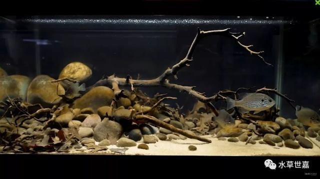 成品魚缸改原生缸造景