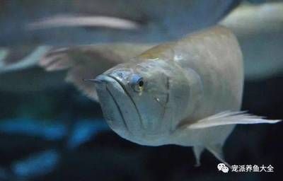 龍魚用嘴蹭缸：龍魚用嘴蹭缸怎么辦 龍魚百科 第2張