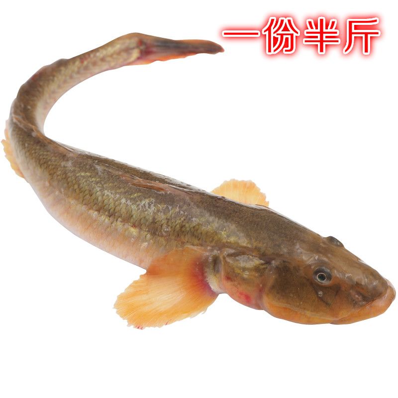 小龍魚怎么吃：小龍魚怎么吃，小龍魚怎么做