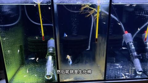 大型魚(yú)缸怎么養(yǎng)魚(yú)省錢(qián)：如何在保證水質(zhì)和魚(yú)兒健康的同時(shí)，盡可能地節(jié)省開(kāi)支 魚(yú)缸百科 第3張