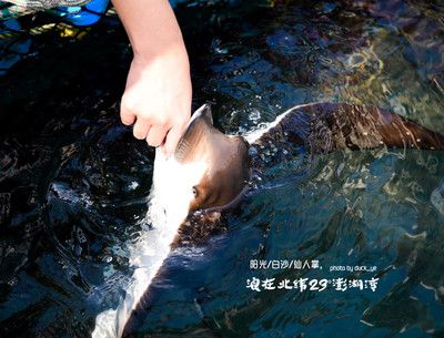 魟魚的牙齒啥樣的：魟魚的牙齒啥樣 魟魚百科 第2張