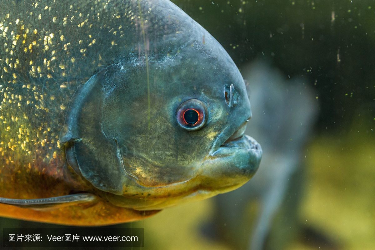 10cm虎魚吃什么：10cm虎魚的飲食選擇較為多樣 虎魚百科 第2張