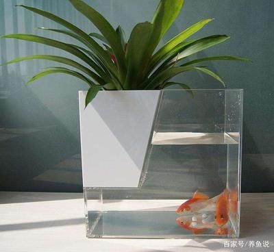 玻璃魚缸能用多少年：如何保養(yǎng)玻璃魚缸以延長使用壽命