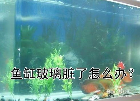 玻璃魚缸的玻璃膠怎么去除：如何去除魚缸玻璃膠？ 魚缸百科 第3張