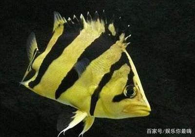 虎魚生長速度快不快：虎魚的生長速度并非很快，但虎魚的生長速度并非很快 虎魚百科 第3張