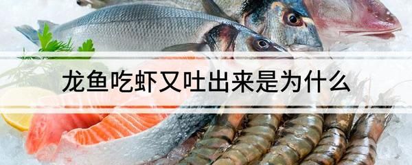 為什么龍魚(yú)吃蝦又吐出來(lái)了：龍魚(yú)吃蝦后吐出來(lái)可能有多種原因 龍魚(yú)百科