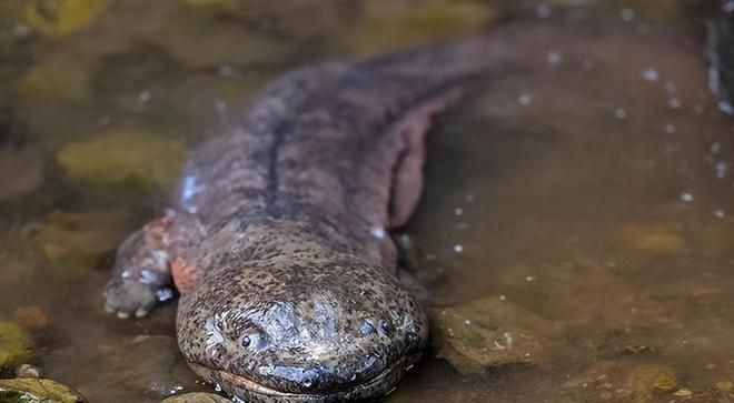 魟魚能餓多久不吃東西：魟魚不吃東西的存活時間 魟魚百科 第3張