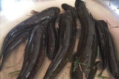 虎魚(yú)好不好吃：虎魚(yú)作為一種熱帶觀賞魚(yú)，其食用價(jià)值并未在搜索結(jié)果中明確提及 虎魚(yú)百科 第3張