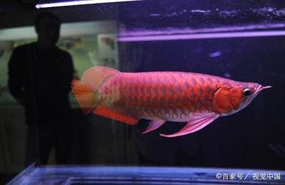 龍魚喂食撞缸會死嗎為什么：龍魚為什么會撞缸