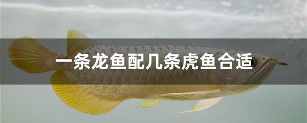 九條龍魚五條虎魚好養(yǎng)嗎 龍魚百科 第2張