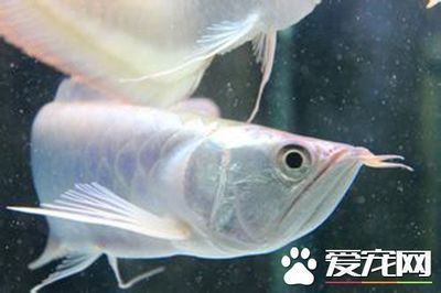 養(yǎng)銀龍魚注意事項(xiàng)有哪些：養(yǎng)銀龍魚注意事項(xiàng)