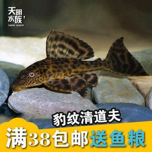 龍魚缸里可以養(yǎng)清道夫嗎？：清道夫魚可以養(yǎng)清道夫魚嗎龍魚缸里可以養(yǎng)清道夫魚嗎