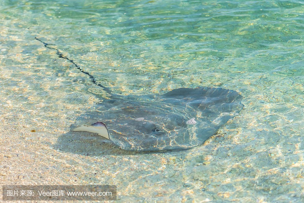 魟魚互相咬怎么辦？：如何處理魟魚互相咬的問題 魟魚百科 第2張