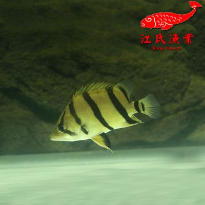 印尼虎魚和龍魚可以混養(yǎng)嗎：印尼虎魚和龍魚可以混養(yǎng)嗎印尼虎魚和龍魚可以混養(yǎng)嗎