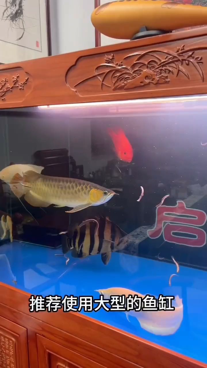 虎魚的養(yǎng)殖方法：中氣旋評(píng)論：什么配魚合適,梟梟_醬評(píng)論 觀賞魚論壇