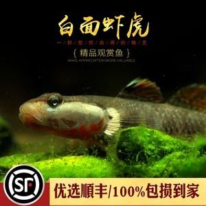 虎魚得了白毛病怎么治療：虎魚得了白毛病怎么辦 虎魚百科 第3張